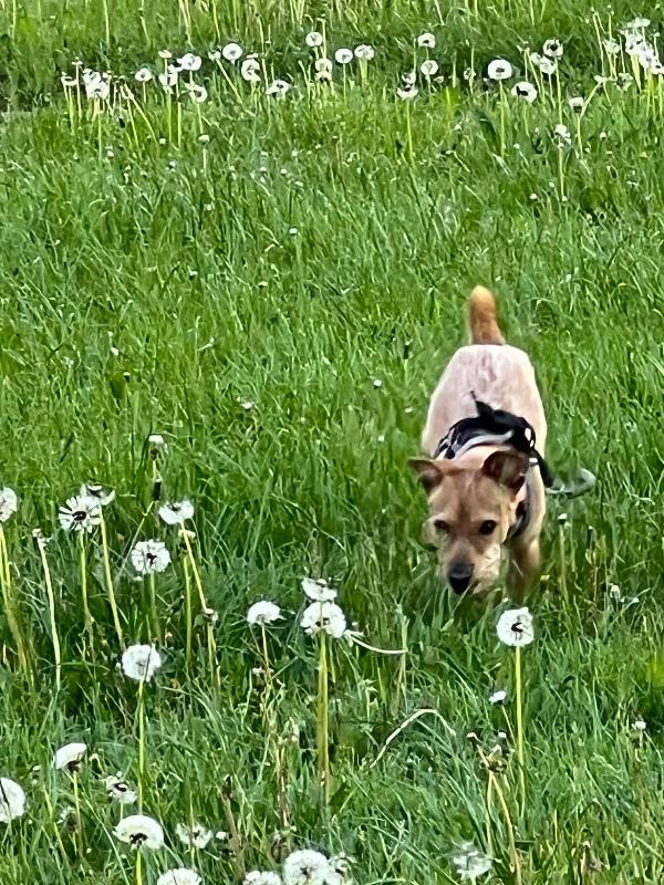 Chewbe Cerca Una Nuova Casa 